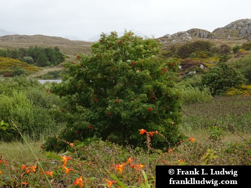 Clifden